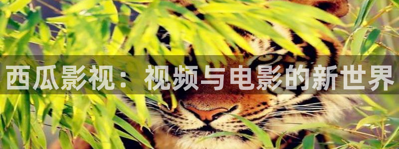真不卡影视官网