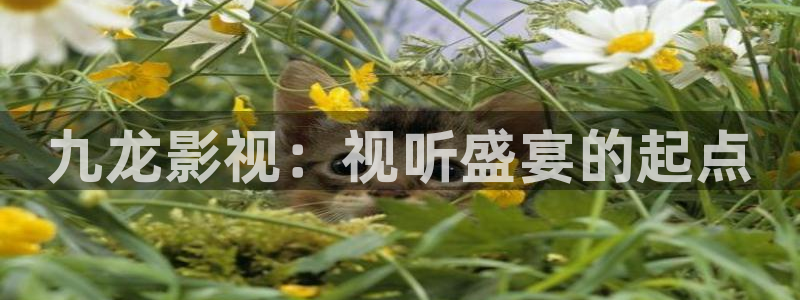 真不卡影院电影盒子免费观看